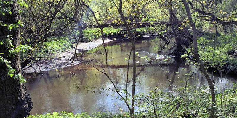 Bille im Frühling