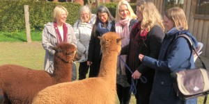 Alpakas im Gespräch