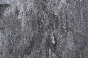 Winter Baum