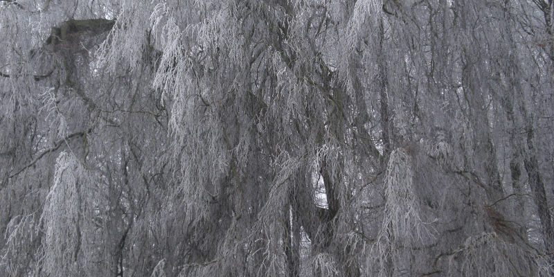 Winter Baum