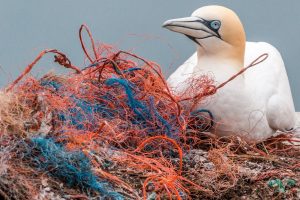 Foto: Möwe und Plastik (Pixabay)