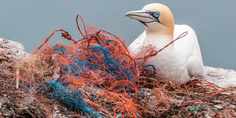 Foto: Möwe und Plastik (Pixabay)